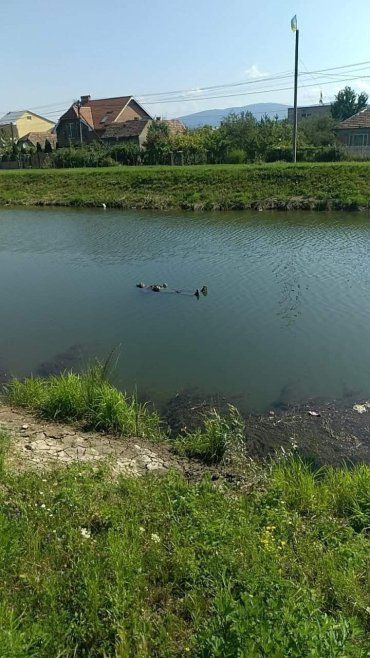 В Ужгороде на канале плавает человеческий труп