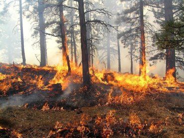 В запрет на посещение леса в Закарпатье внесли изменения