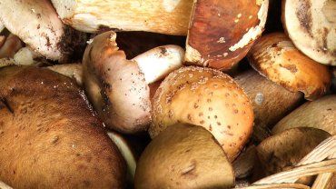 В Закарпатье белые грибы собирают буквально ведрами
