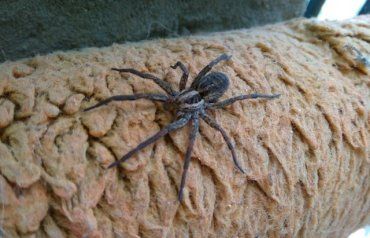 В Закарпатье во время ремонта человек нашел страшного паука большого размера 