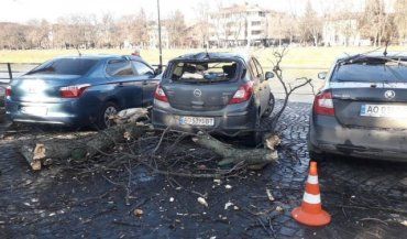 ЧП в Ужгороде: Огромная ветка рухнула на три автомобиля 