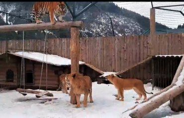 Можно смотреть вечно: В Закарпатье тигры и львица нереально кайфуют от снега 
