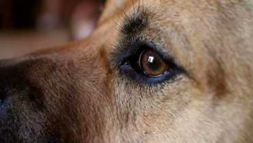 Зоозащитники рассказали о судьбе собаки из-за которой человеку ампутировали конечность в Закарпатье 