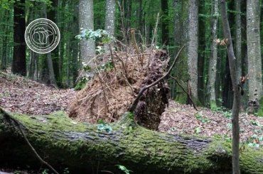 В Закарпатье прошелся ураганный ветер - деревья вырвало с корнями