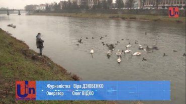 Очнитесь!: В Ужгороде туристы и жители хотят убить лебедей своей "добротой" 