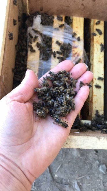 Скандал с "Укрпочтой" в Закарпатье обрел неожиданный поворот: Пчелы оказались не мертвыми 