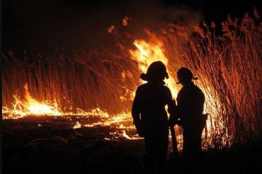 В Закарпатье огонь уничтожил насаждения грецкого ореха на 2,5 тыс. евро