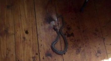 В Закарпатье змея заползла в дом, дети от испуга взывали о помощи