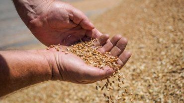 За 5 дней Украина полностью выбрала квоты на поставку пшеницы и кукурузы в ЕС