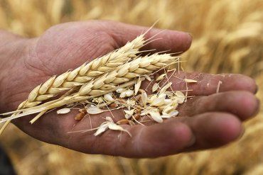 В Украине осталось всего 800 тыс. тонн продовольственной пшеницы
