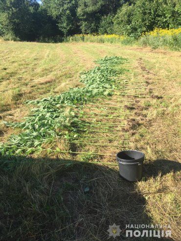 В Закарпатье полицейские не оценили "богатый" огород местного жителя
