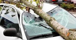 В Ужгороде дерево разрушило припаркованный автомобиль 