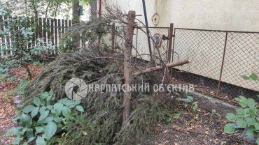 И смех, и грех: В Ужгороде ради кражи велосипеда спилили дерево 