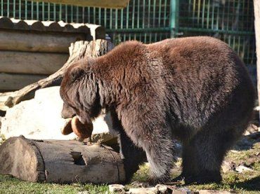 Сейчас в реабилитационном центре "Синевир" живут 18 медведей