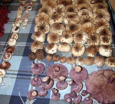 В Хусте семья отравилась грибами, пострадали 3 человека