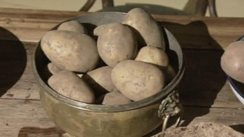 В Закарпатье продолжают воровать картошку