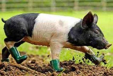 В Ужгородском районе у фермера украли сразу 18 свиней