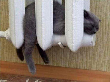 В квартирах закарпатцев кошки согреют батареи на всю зиму, поэтому и тепло