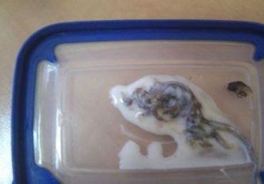 Девушка вместе с йогуртом едва не проглотила труп мыши