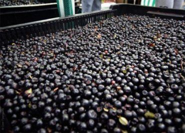 Водитель перевозил в Хуст 1500 кг черных лесных ягод