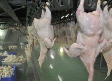 Мясо курицы планировали продавать под видом продукции метного производителя