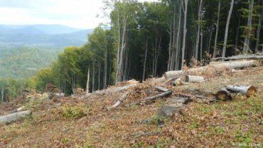 В Закарпатье вот уже 24 года по-варварски вырубают буковые леса