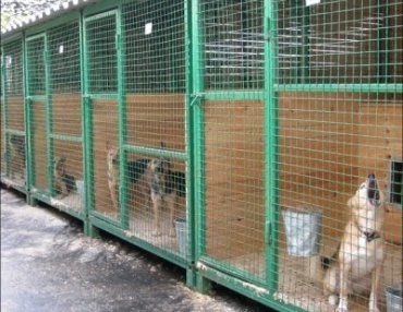 В Мукачево открыли приют для бездомных собак, в Ужгороде еще только обещают