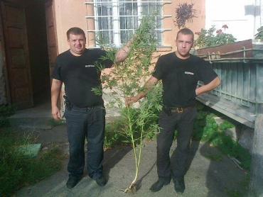 30-летний ужгородец выращивает коноплю высотой около 2 метров