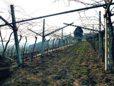 На Закарпатье уничтожаются виноградники самых элитных виноградных сортов