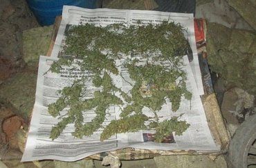 В Ужгороде милиция обнаружила мини-теплицу, где выращивали коноплю