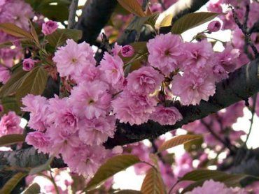 Цветение сакуры в Ужгороде