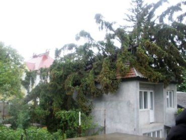 В Ужгороде во время сильного ветра на дом упала старая ель