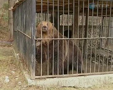 В Карпатах медведи и волки развлекают туристов