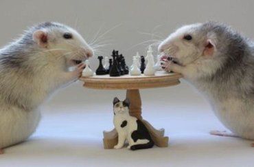 Ещё немного и крысы устроят в Ужгороде свой чемпионат по шахматам