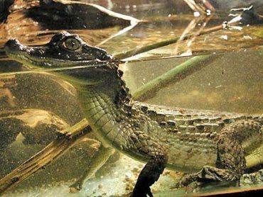 В Чехии официально разрешили разводить крокодилов