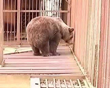 Закарпатский реабилитационный центр для медведей принял новую постоялицу