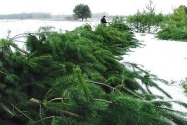 В Закарпатье будут реализовываться только промаркированные елки