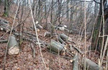 Боздошский парк остался без деревьев из-за ужгородских дебилов