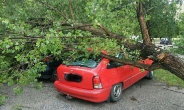 Мощный ураган в Польше вырывал с корнями деревья и убил человека