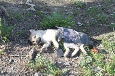 Фото мертвого собаки на вулиці Шавбській в Ужгороді.
