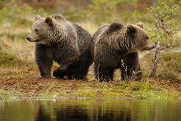 в Закарпатській області завершився сезон полювання на звірів.