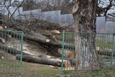 Директорка в Анталовцях спиляла дерева в саду школи собі на дрова?