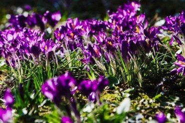 В ботаническом саду Ужгородского национального университета расцвели крокусы