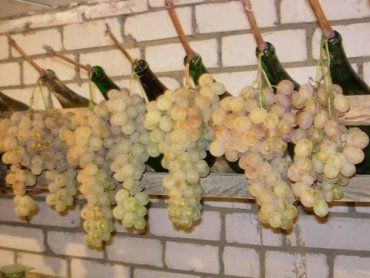За время хранения виноград усыхает и теряет почти половину своей массы
