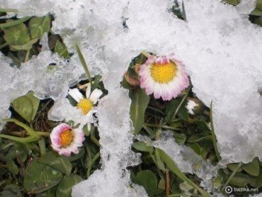 Жители Закарпатья тоже жалуются на заморозки
