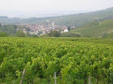 Из 60 сортов винограда Карл Шош делает 25 видов вина