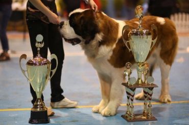 Суперкубок Міжнародної собачої виставки поїхав до Львова.