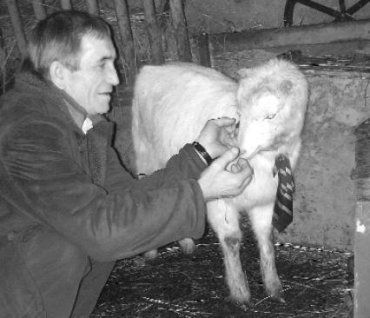 В Ужгородском районе коз кормят шоколадом и печеньем