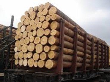 Деловую древесину везут на экспорт под видом дров