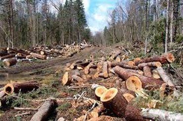 Управление лесного хозяйства допустили незаконную рубку деревьев в Закарпатье